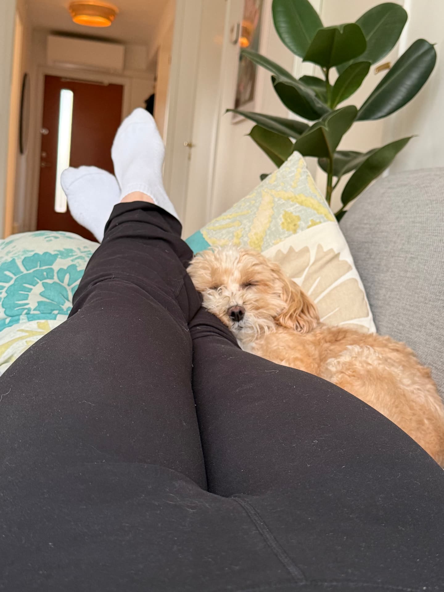 En lugn stund hemma med en sovande hund